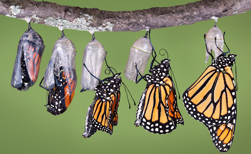 Perbandingan Visual: Metamorfosis Sempurna vs. Tidak Sempurna