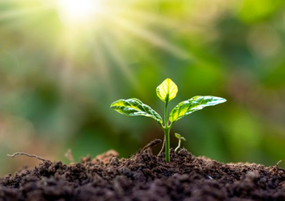 Dari Biji Mungil Jadi Pohon Raksasa: Rahasia Tumbuhan "Bangun Tidur"