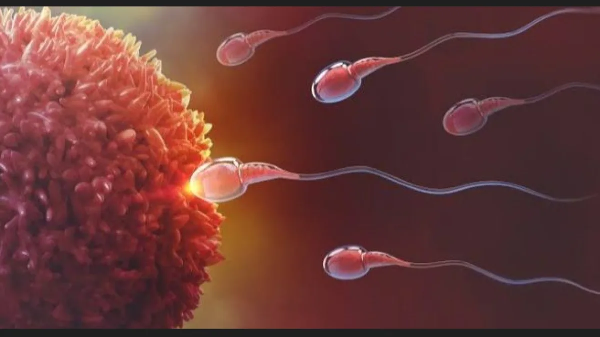 Misi Melanjutkan Kehidupan: Mengenal Sistem Reproduksi Manusia